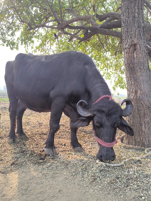 ભેંસ વેચવાની છે