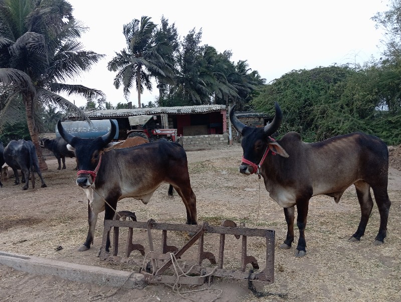 બળધ  ગોડલા