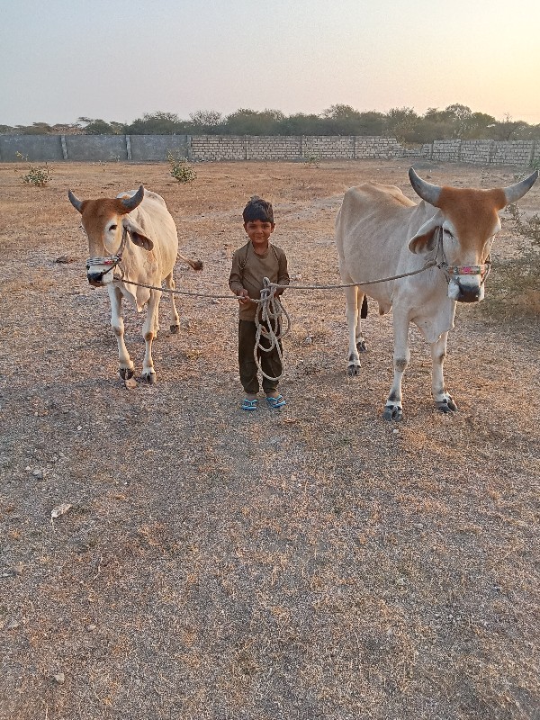 કોઈલા વેચવાના છ...