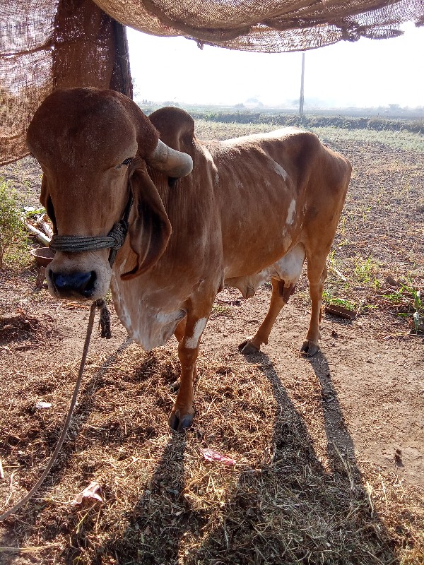 ગીર ગાય