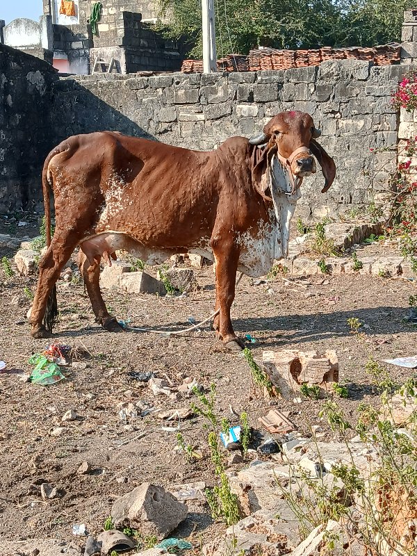 વિશ્વાસુડી