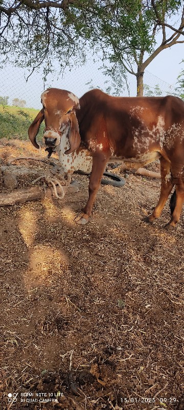 એક ધણખૂટ અને એક...