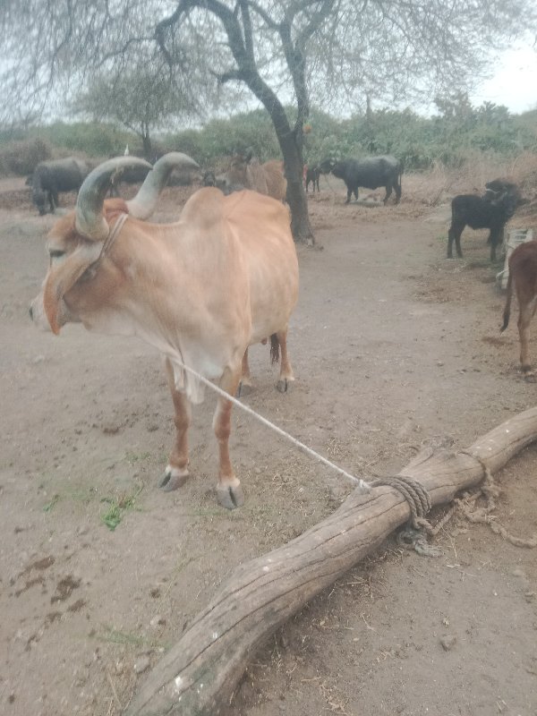 ગાય વેચવાની