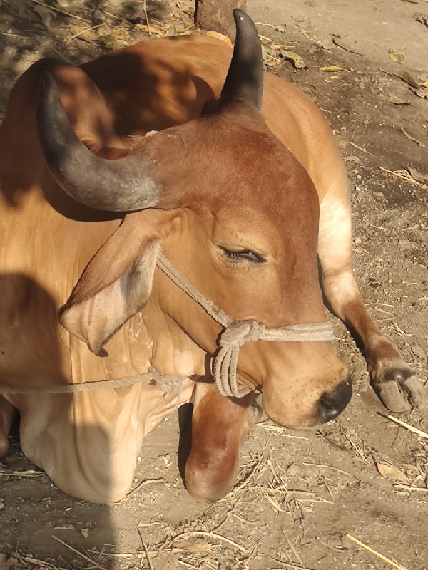 દેસી ગાય વેચવાન...