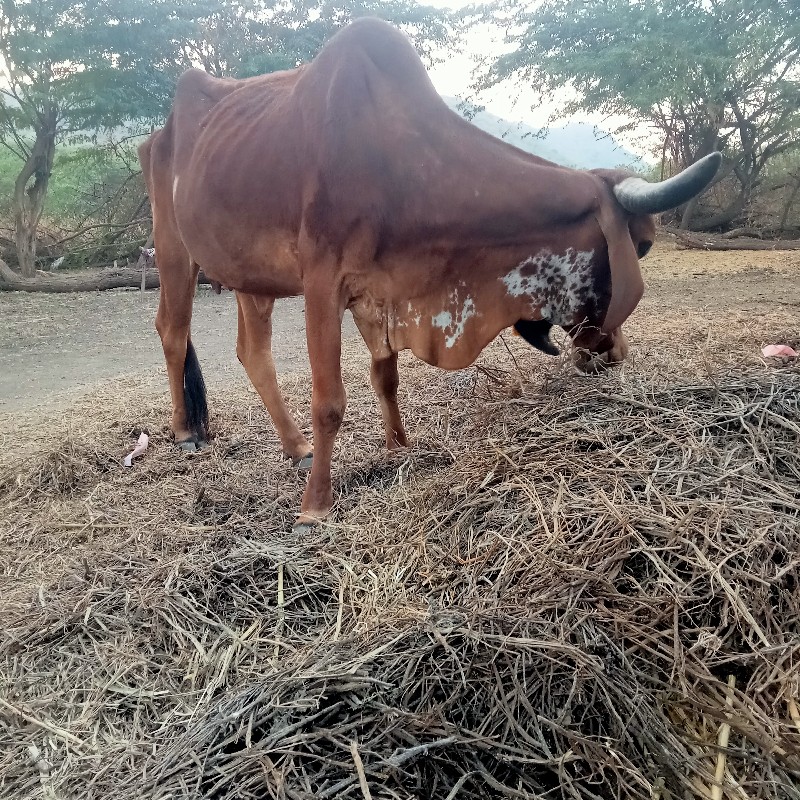 ‌ રાજુ   ભાઈ