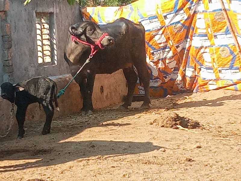 ખડેલી વેચવાની છ...