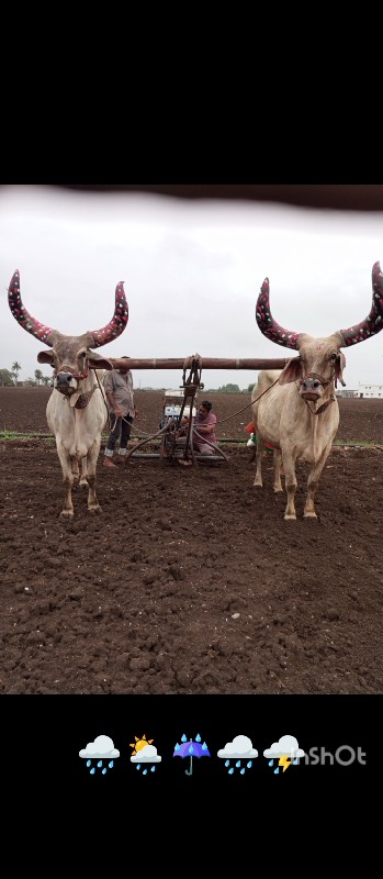 બળદ વેસવાના છે