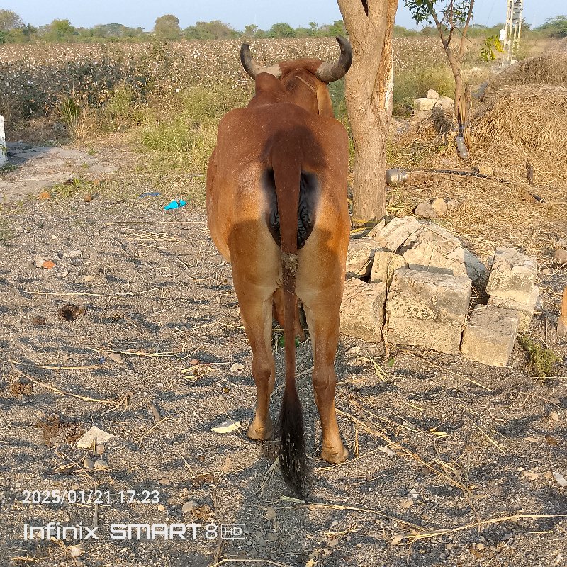 ગાય વેચવાની છે