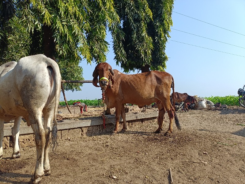 ગાય વેચવાની છે