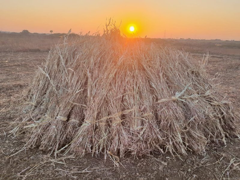 નીણ છે શિયાળુ