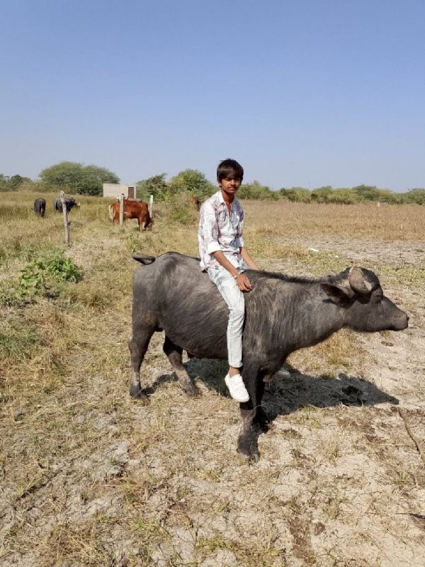 મોરબી ગોકુલનગર