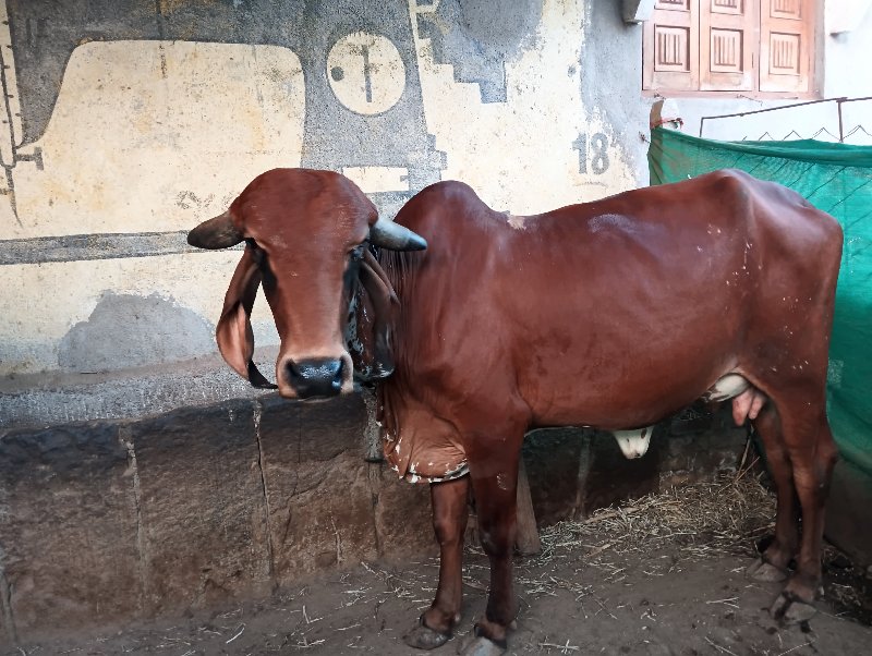 ગીર ગાય વેચવાની...