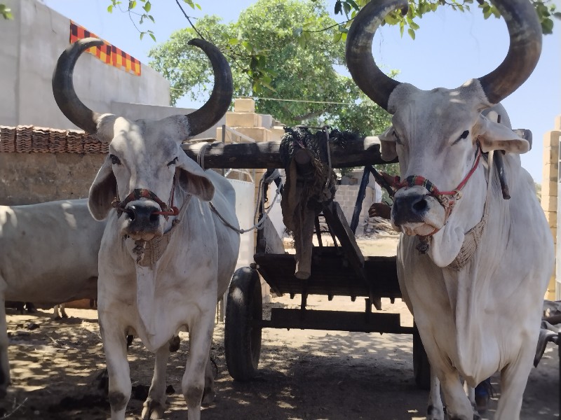 બડદ ગાડુ