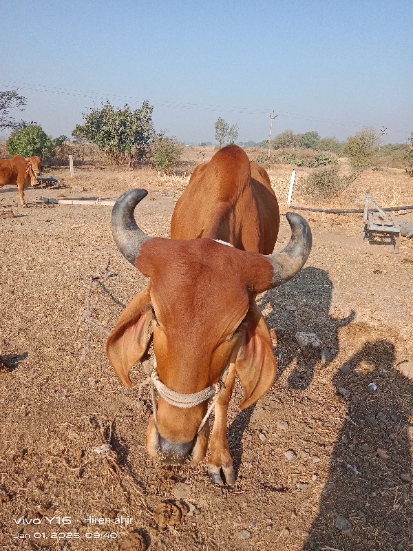 ગોધલા