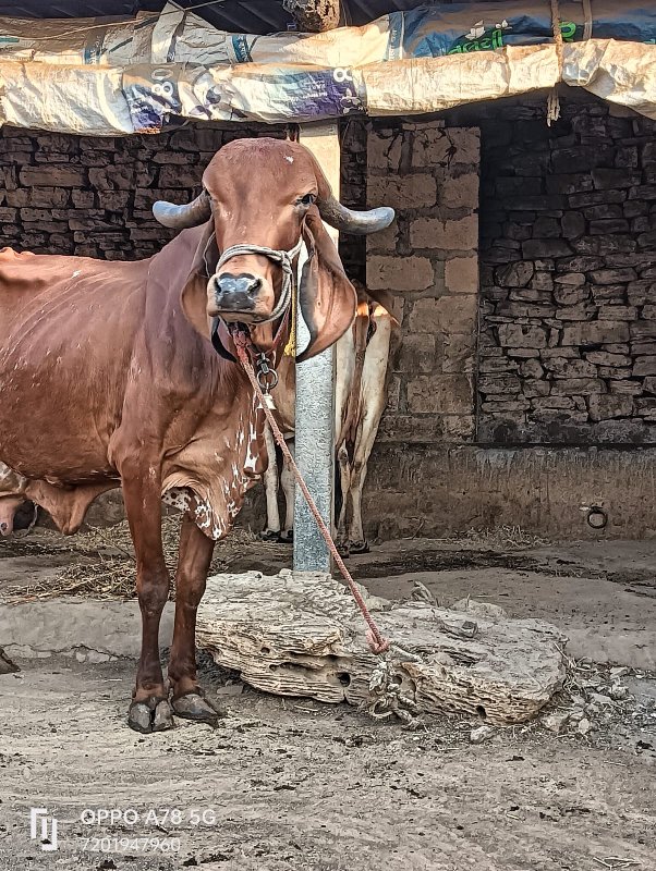 ઓરીજનલ ગીર ગાય...