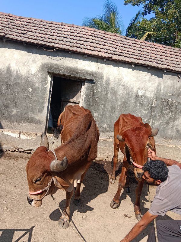 બરધ વેશવા છે