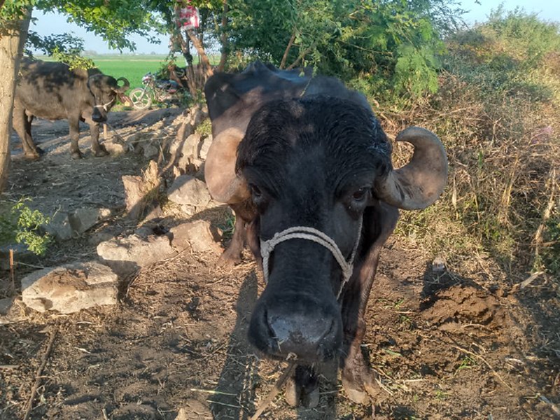 ભેંસ આપવાની સે