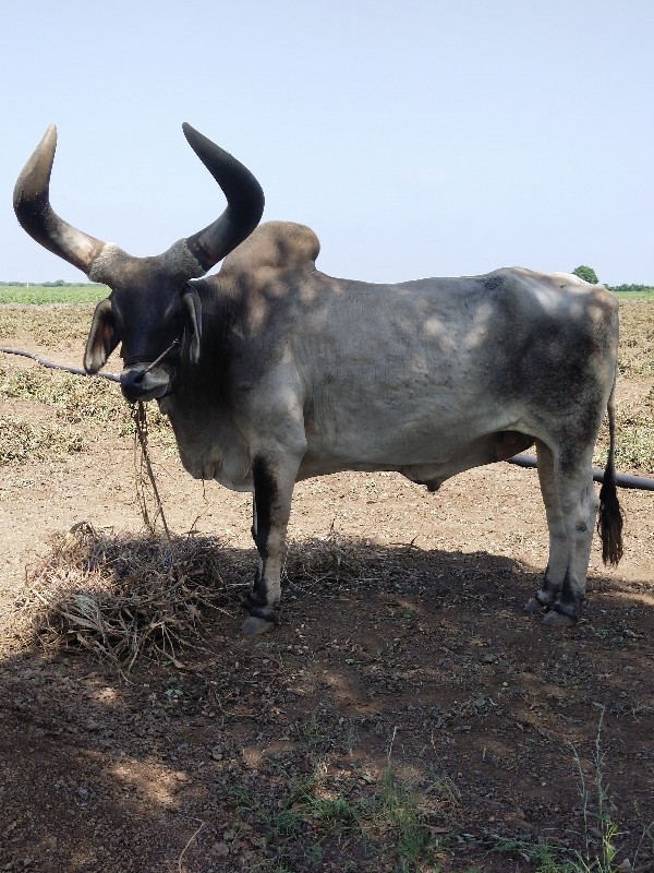 બળદ લેવાનો છે