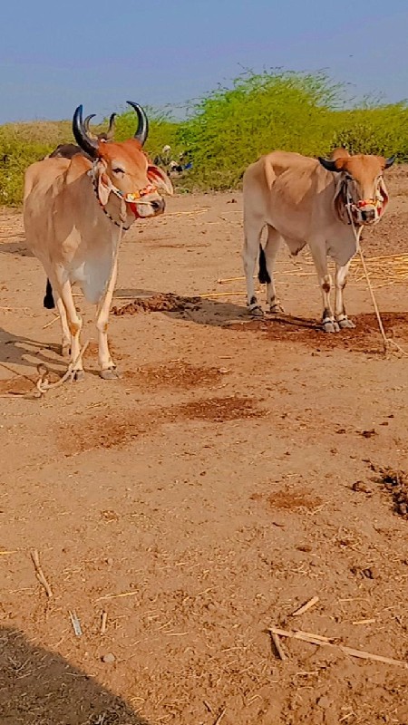 જિલ્લો દેવભૂમિ...