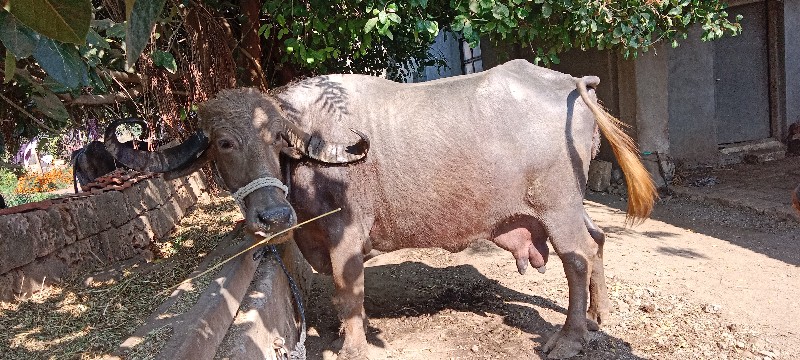 ભેંસ વેચવાની છે