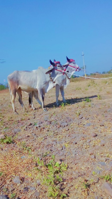 devbhumi Dwarka