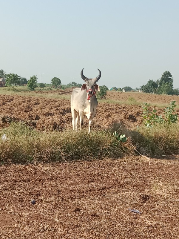 આવો ગોધલો  લેવા...