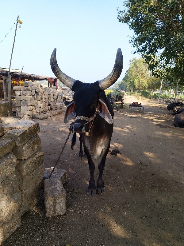 ગોઢલા.  વેચવાનુ...