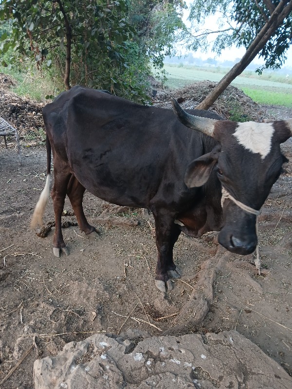 गाय sf वासवानी...