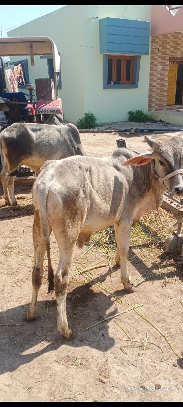 ગોધલા વેશવાના છ...