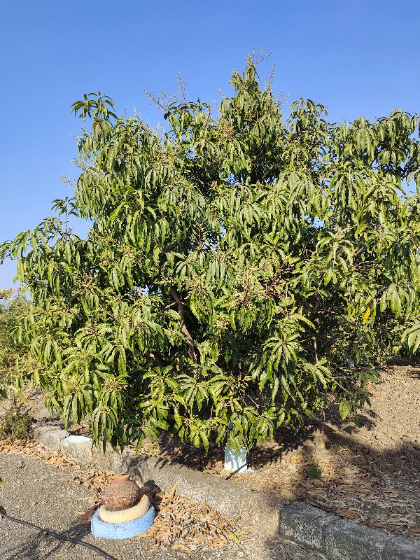 આંબાનો ઇજારો આપ...