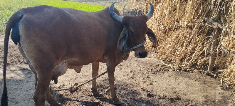 વાસડીછે