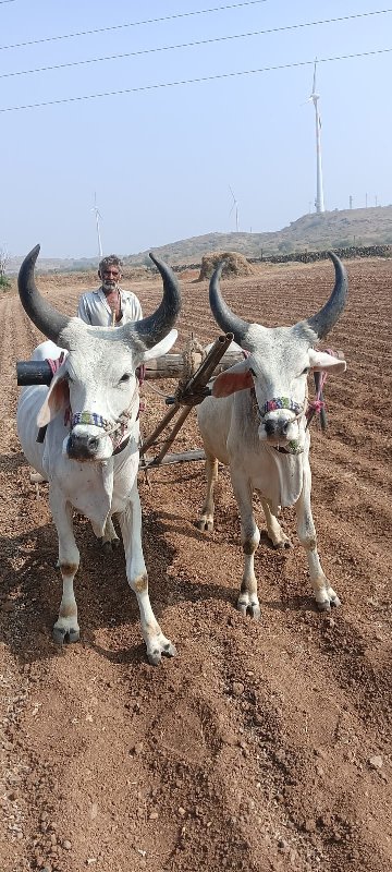 ગોઢલા બેસવાના સ...