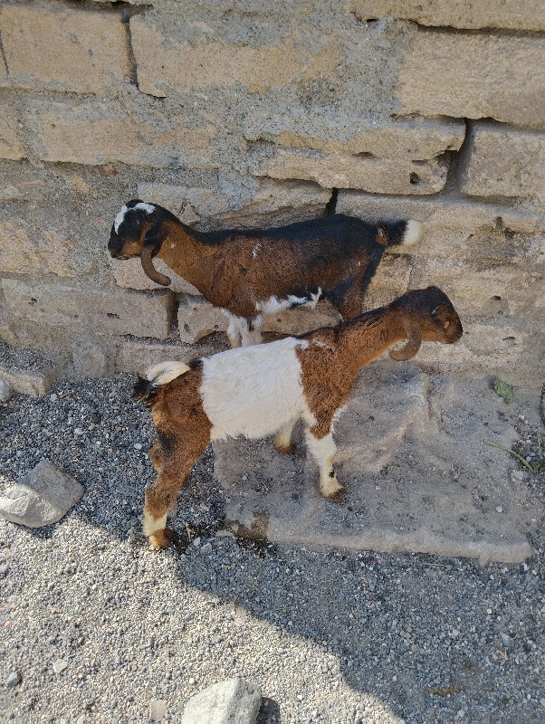 bakri rajasthan...