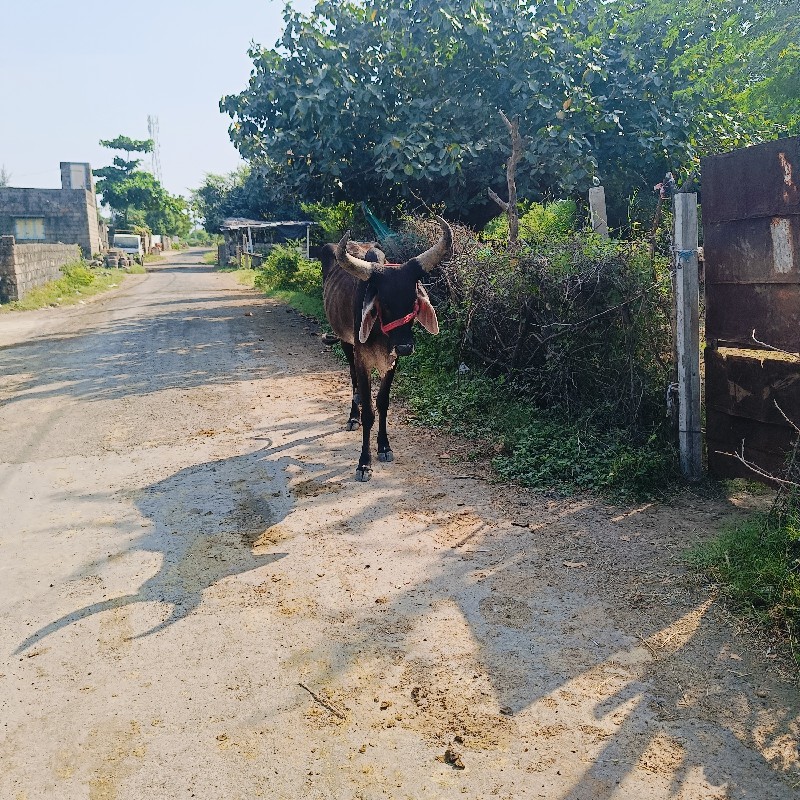 ગાયો વેચવાની સે...