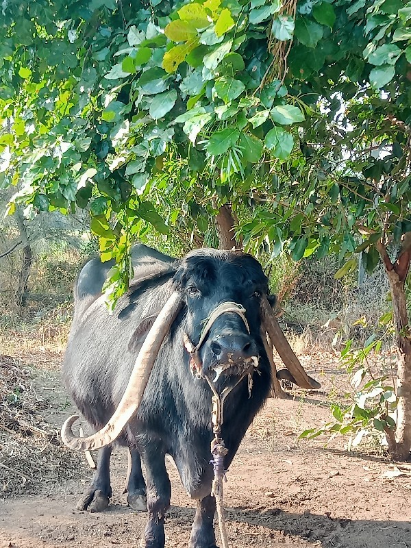 ભેંસ વેચવાની છે