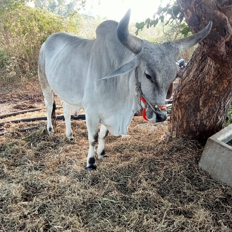 ગોઢલો. વેશવાનોશ...