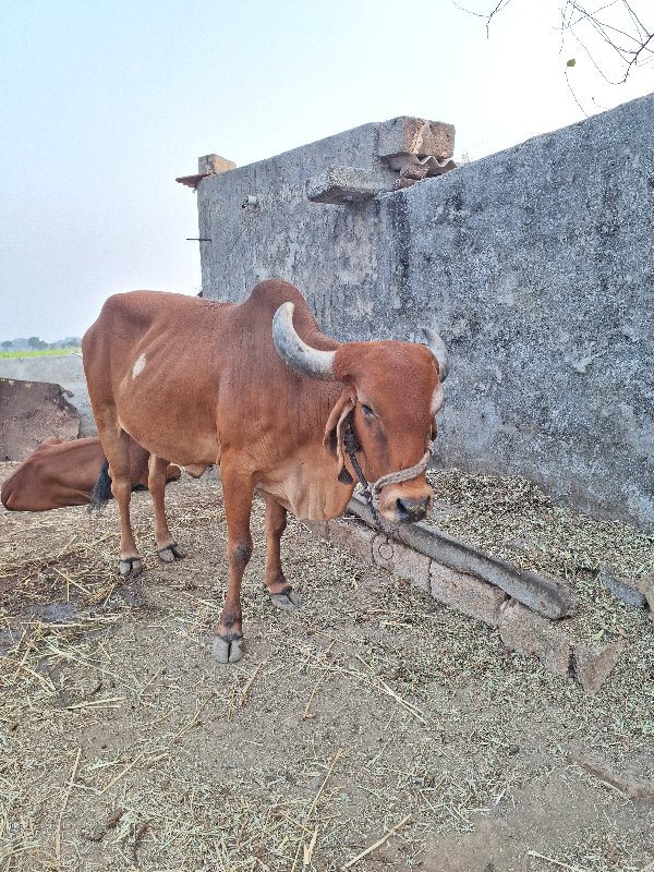 ગાય વેચવાની  છે