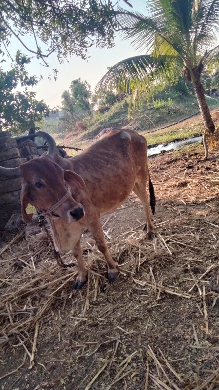 ગાય દેવા નીચે