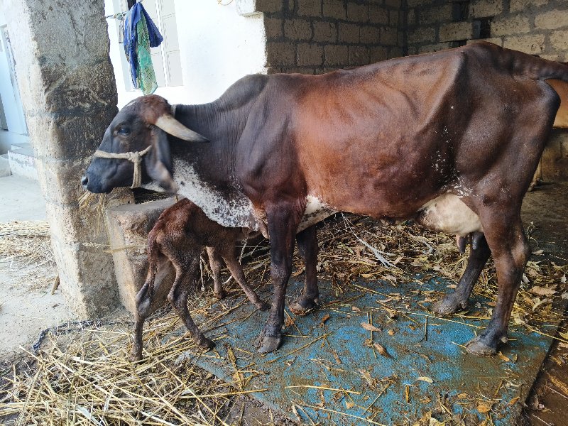 જર્સી ગાય વેચવા...