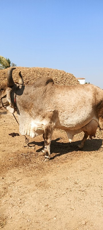 ગાય વેચવાની છે