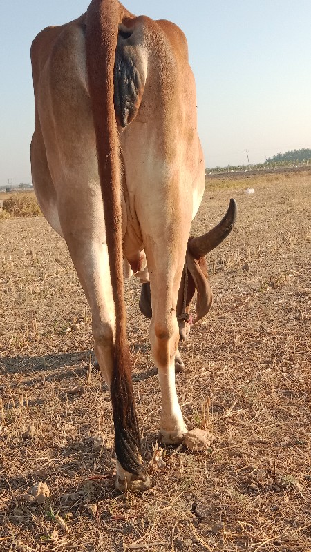 ગાય વેચવાની છે