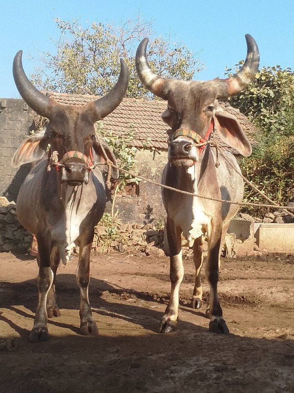 ઘોઢલાવેસવાનાછે