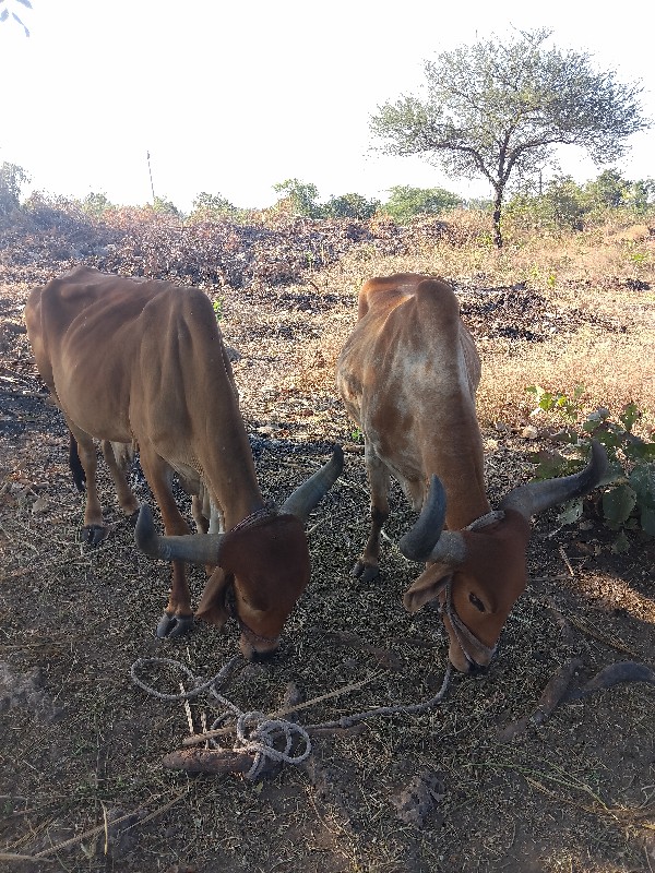 બળધ વેચવાના છે...