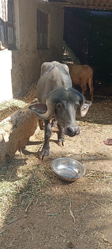 પાડો વેચવાનું છ...