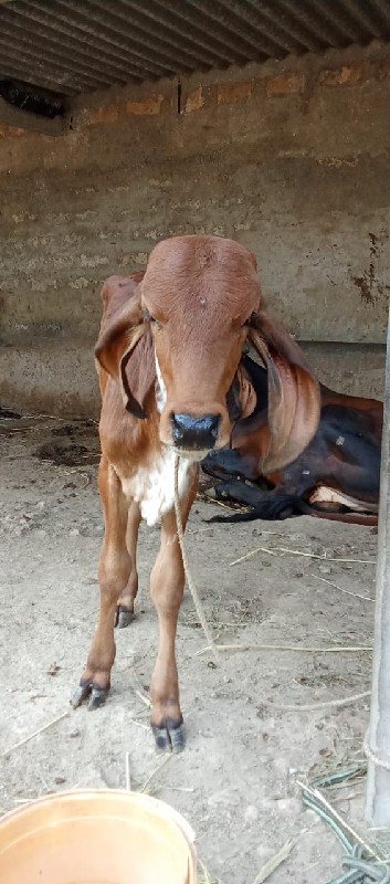 ગાય અને વાસળિ વ...