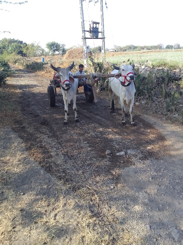 ગોઢલલાવેચવાના