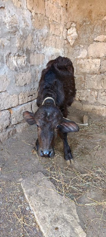 ભેંસ વેચવાની છે