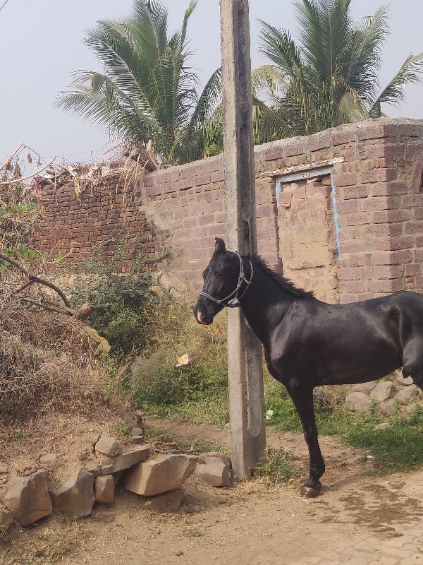 ઘોડો વેચવાનો છે