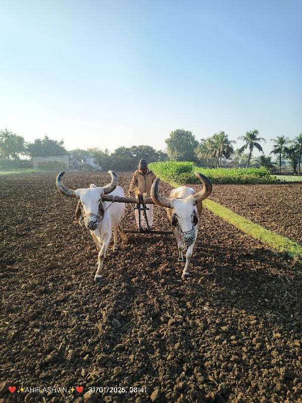 બળદ વેશવા ના છે