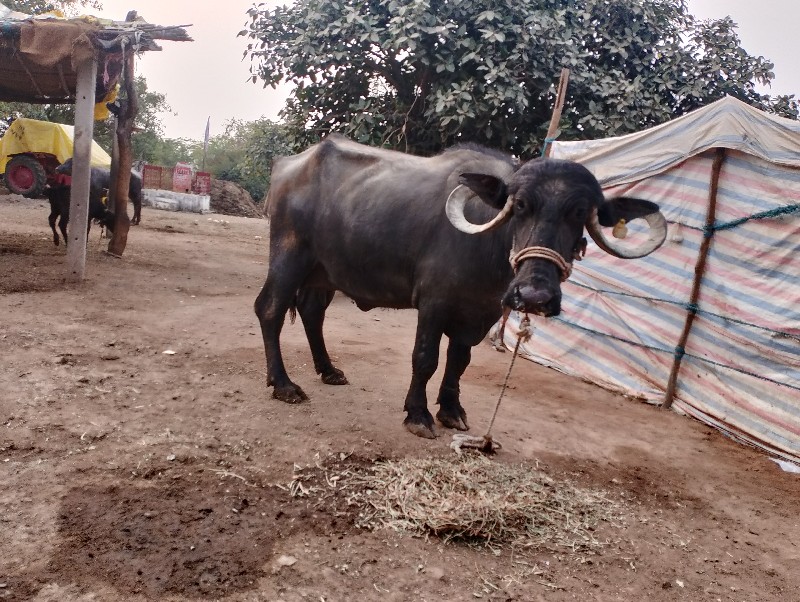 ભેંસ વેચવાની છે